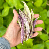 Purple Speckled Kidney Bean Seeds | High Yield Tender Snap Bean for Garden