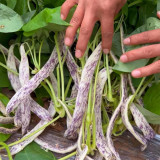 Purple Speckled Kidney Bean Seeds | High Yield Tender Snap Bean for Garden