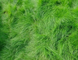 Festuca Rubra Creeping Red Fescue Seeds, Low Maintenance Ornamental Lawn Grass