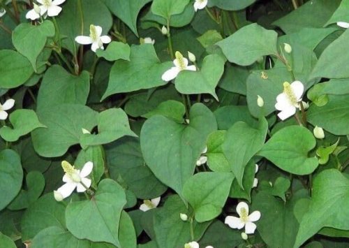 Edible Fish Mint Houttuynia Cordata Seeds, Chameleon Plant Shade-Tolerant Ground Cover Herb