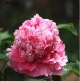 C6 Pink Paeonia lactiflora Peony Bulbs, Perennial Flowers with Extra Gift for Backyard Planting