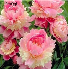 Paeonia lactiflora Bicolor Peony Bulbs, Perennial Flowers with Extra Gift for Backyard Planting