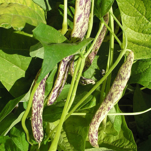 Purple Speckled Kidney Bean Seeds | High Yield Tender Snap Bean for Garden