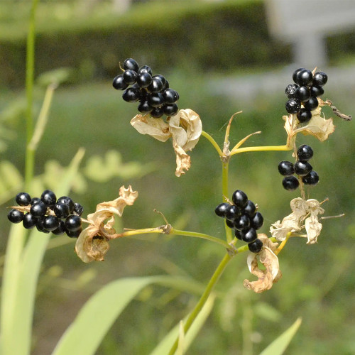 Blackberry Lily Seeds | Iris domestica | Medicinal Ornamental Perennial Herb