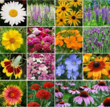 All Perennial Wildflower Mix Seeds, 15 Flower Species Easy Grow Variety Packet