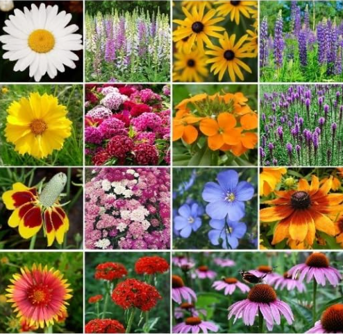 All Perennial Wildflower Mix Seeds, 15 Flower Species Easy Grow Variety Packet