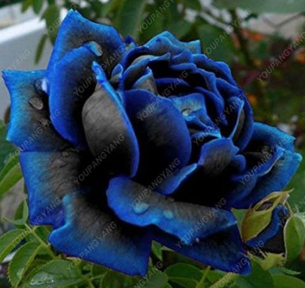 Rare Blue-Black Rose Flower Seeds, DIY Planting for Balcony Potted & Outdoor Garden Decor