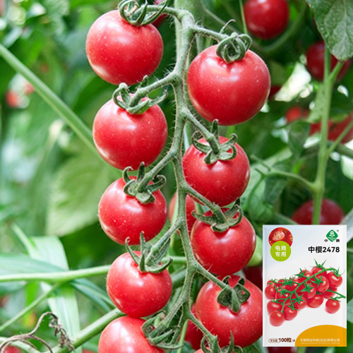 'Zhongying 2478' Cherry Tomato Seeds - Solanum lycopersicum, Indeterminate Pink Variety, High-Yield, Crack-Resistant