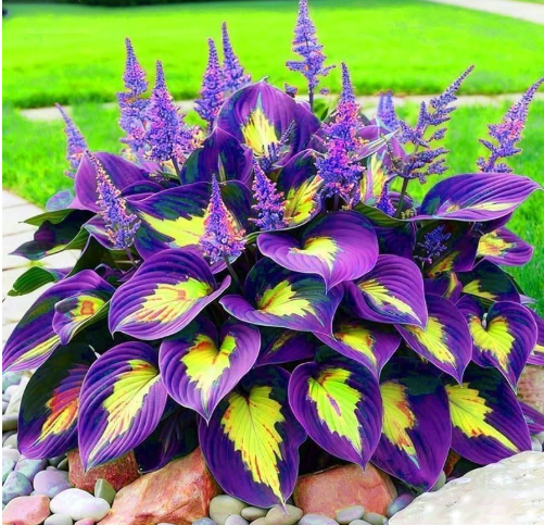 Giant Purple-Yellow Hosta Seeds, Large Leaf Shade Perennial for Backyard Shade Garden & Container Planting