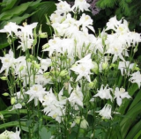 Crystal Star White Columbine Seeds, Perennial Pollinator-Friendly Part-Sun Non-GMO Garden Flower