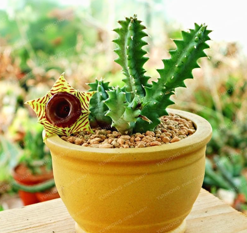 Huernia zebrina Succulent Seeds, Rare Life Saver Plant for Home Garden