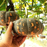 'Jing Xiangmi 201' Pumpkin Seeds – Cucurbita maxima, Sweet Powdery Flesh, Exceptional Taste, Ideal for Commercial Growing