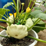 White Flying Saucer Squash Seeds – Cucurbita pepo 'White UFO', High-Yield Ornamental Edible Summer Squash
