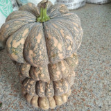 'Jing Xiangmi 201' Pumpkin Seeds – Cucurbita maxima, Sweet Powdery Flesh, Exceptional Taste, Ideal for Commercial Growing