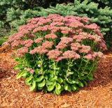 Autumn Joy Variegated Stonecrop Seeds, Cold Hardy Drought Tolerant Garden Sedum spectabile