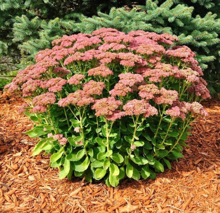 Autumn Joy Variegated Stonecrop Seeds, Cold Hardy Drought Tolerant Garden Sedum spectabile