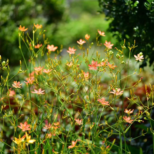 Blackberry Lily Seeds | Iris domestica | Medicinal Ornamental Perennial Herb