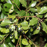 Small Leaf Camphor Tree Seeds | Cinnamomum camphora var. parvifolium | Aromatic Camphorwood