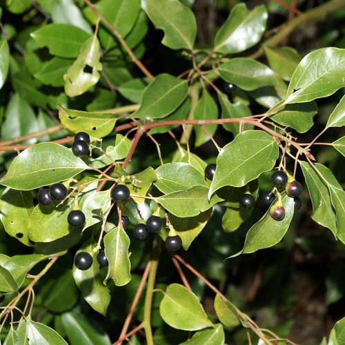 Small Leaf Camphor Tree Seeds | Cinnamomum camphora var. parvifolium | Aromatic Camphorwood