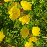 Yellow Evening Primrose Seeds – Oenothera fruticosa, Perennial Garden Flower, Night-Blooming, Highly Adaptable