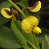 Sunn Hemp Seeds – Crotalaria juncea, Fast-Growing Nitrogen-Fixing Cover Crop, Highly Adaptable, Easy to Manage