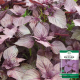 'Zifei' Purple Perilla Seeds – Perilla frutescens, Fast-Growing Aromatic Herb for Salads, Pickling & Spice