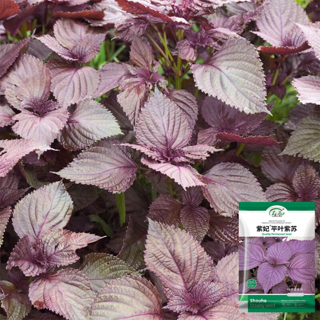 'Zifei' Purple Perilla Seeds – Perilla frutescens, Fast-Growing Aromatic Herb for Salads, Pickling & Spice