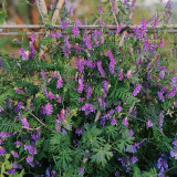 Long-haired Vetch Seeds – Vicia villosa Roth, Easy to Grow, Multipurpose, Premium Green Manure & Forage Legume