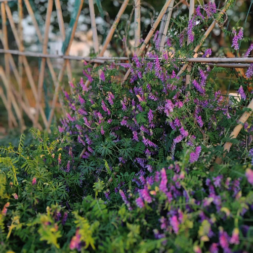 Long-haired Vetch Seeds – Vicia villosa Roth, Easy to Grow, Multipurpose, Premium Green Manure & Forage Legume
