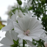 White Flowered Mallow Seeds - Malva sinensis – Ornamental White-Flowering Plant, Easy to Grow, Ideal for Home Gardening