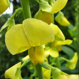 Sunn Hemp Seeds – Crotalaria juncea, Fast-Growing Nitrogen-Fixing Cover Crop, Highly Adaptable, Easy to Manage