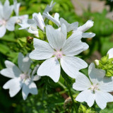 White Flowered Mallow Seeds - Malva sinensis – Ornamental White-Flowering Plant, Easy to Grow, Ideal for Home Gardening