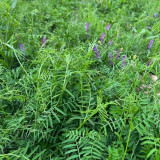 Long-haired Vetch Seeds – Vicia villosa Roth, Easy to Grow, Multipurpose, Premium Green Manure & Forage Legume