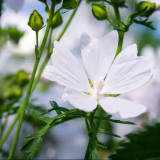 White Flowered Mallow Seeds - Malva sinensis – Ornamental White-Flowering Plant, Easy to Grow, Ideal for Home Gardening