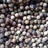Small Leaf Camphor Tree Seeds | Cinnamomum camphora var. parvifolium | Aromatic Camphorwood