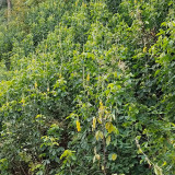 Sunn Hemp Seeds – Crotalaria juncea, Fast-Growing Nitrogen-Fixing Cover Crop, Highly Adaptable, Easy to Manage