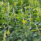 Sunn Hemp Seeds – Crotalaria juncea, Fast-Growing Nitrogen-Fixing Cover Crop, Highly Adaptable, Easy to Manage