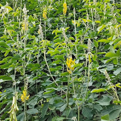 Sunn Hemp Seeds – Crotalaria juncea, Fast-Growing Nitrogen-Fixing Cover Crop, Highly Adaptable, Easy to Manage