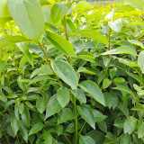 Small Leaf Camphor Tree Seeds | Cinnamomum camphora var. parvifolium | Aromatic Camphorwood