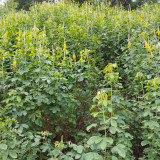 Sunn Hemp Seeds – Crotalaria juncea, Fast-Growing Nitrogen-Fixing Cover Crop, Highly Adaptable, Easy to Manage