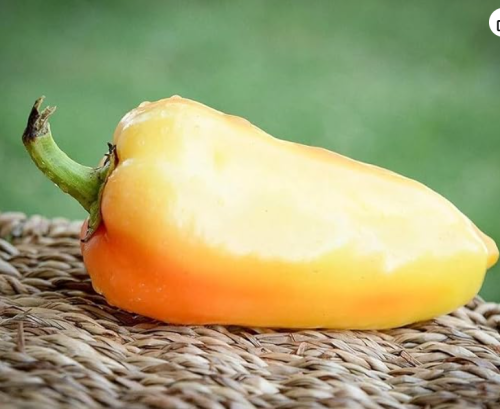 Premium Ferenc Tender Paprika Seeds | Heirloom Sweet Pepper