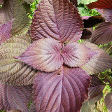 'Zifei' Purple Perilla Seeds – Perilla frutescens, Fast-Growing Aromatic Herb for Salads, Pickling & Spice