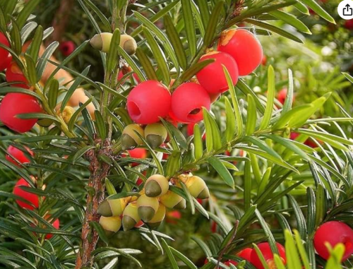 Taxus Baccata English Yew Tree Seeds Evergreen With Red Berries