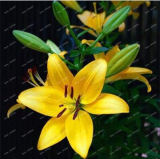 Konato Yellow Lily Flower Seeds Rare Bonsai Potted Plant for Garden