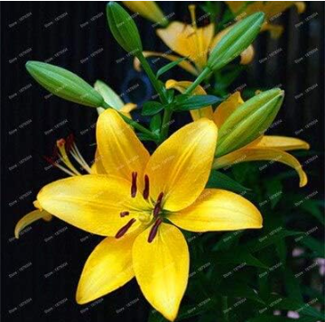 Konato Yellow Lily Flower Seeds Rare Bonsai Potted Plant for Garden