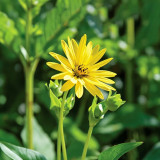 Cup Plant Seeds - Silphium perfoliatum, High-Yield Forage & Ornamental Perennial, Yellow Flowers for Farms & Landscapes
