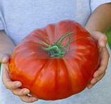 Steakhouse Tomato Seeds Non-GMO | Vegetable Fruit Garden Seeds