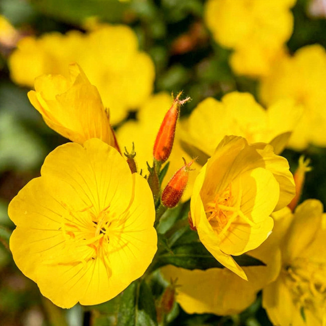 Yellow Evening Primrose Seeds – Oenothera fruticosa, Perennial Garden Flower, Night-Blooming, Highly Adaptable