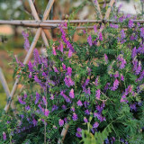 Long-haired Vetch Seeds – Vicia villosa Roth, Easy to Grow, Multipurpose, Premium Green Manure & Forage Legume