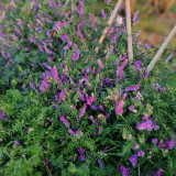 Long-haired Vetch Seeds – Vicia villosa Roth, Easy to Grow, Multipurpose, Premium Green Manure & Forage Legume